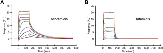 Differential Binding Affinities and Kinetics of Transthyretin Stabilizers.
