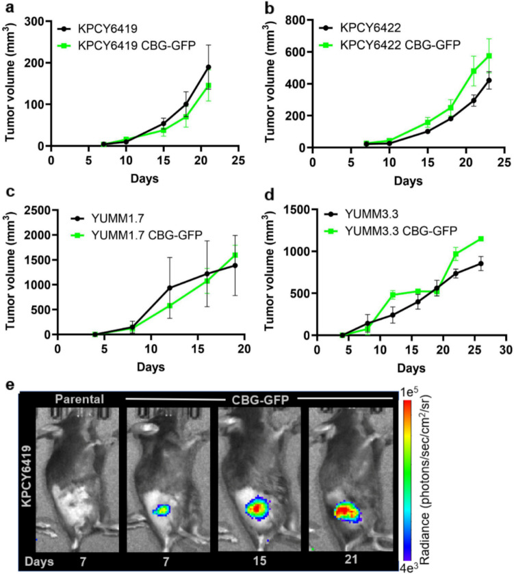 Immune Response to Bioluminescence Imaging Reporters in Murine Tumor Models.
