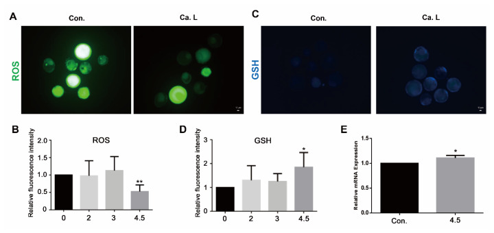 Effects of calcium lactate on in vitro fertilization and embryonic development in cattle.