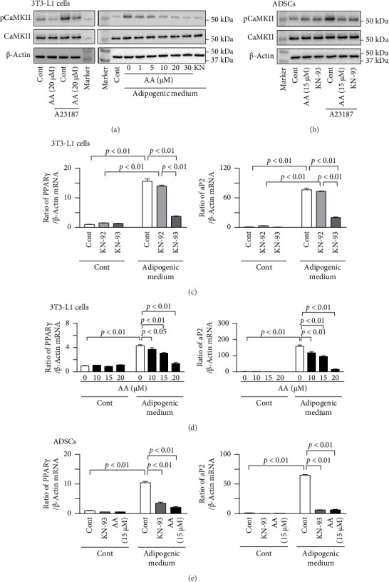 Calcium/Calmodulin-Dependent Protein Kinase II Inhibitors Mitigate High-Fat Diet-Induced Obesity in Mice.