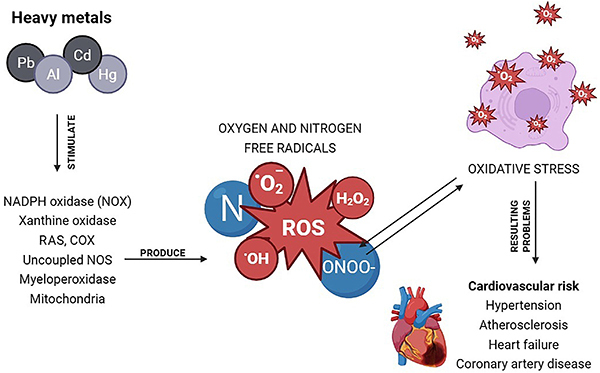 Metals, cardiovascular risk, and the interplay with oxidative stress: a mini-review.