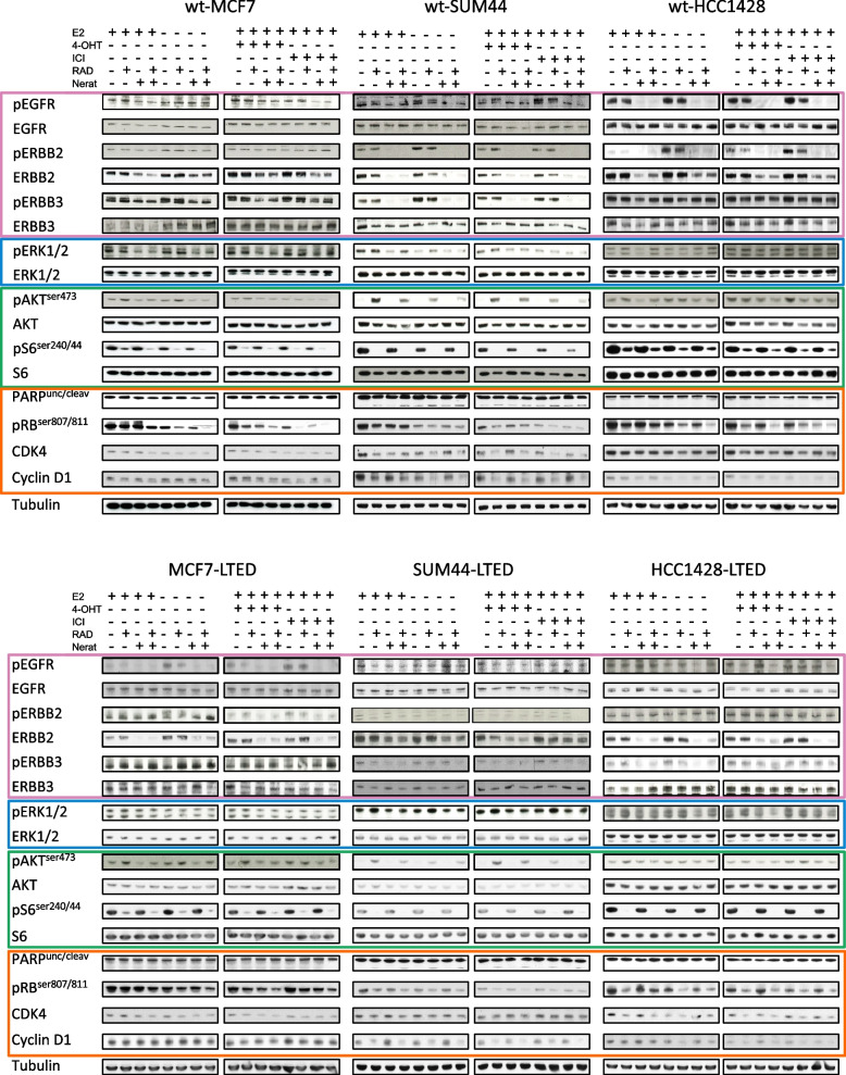 Correction: Targeting tumour re-wiring by triple blockade of mTORC1, epidermal growth factor, and oestrogen receptor signalling pathways in endocrine-resistant breast cancer.
