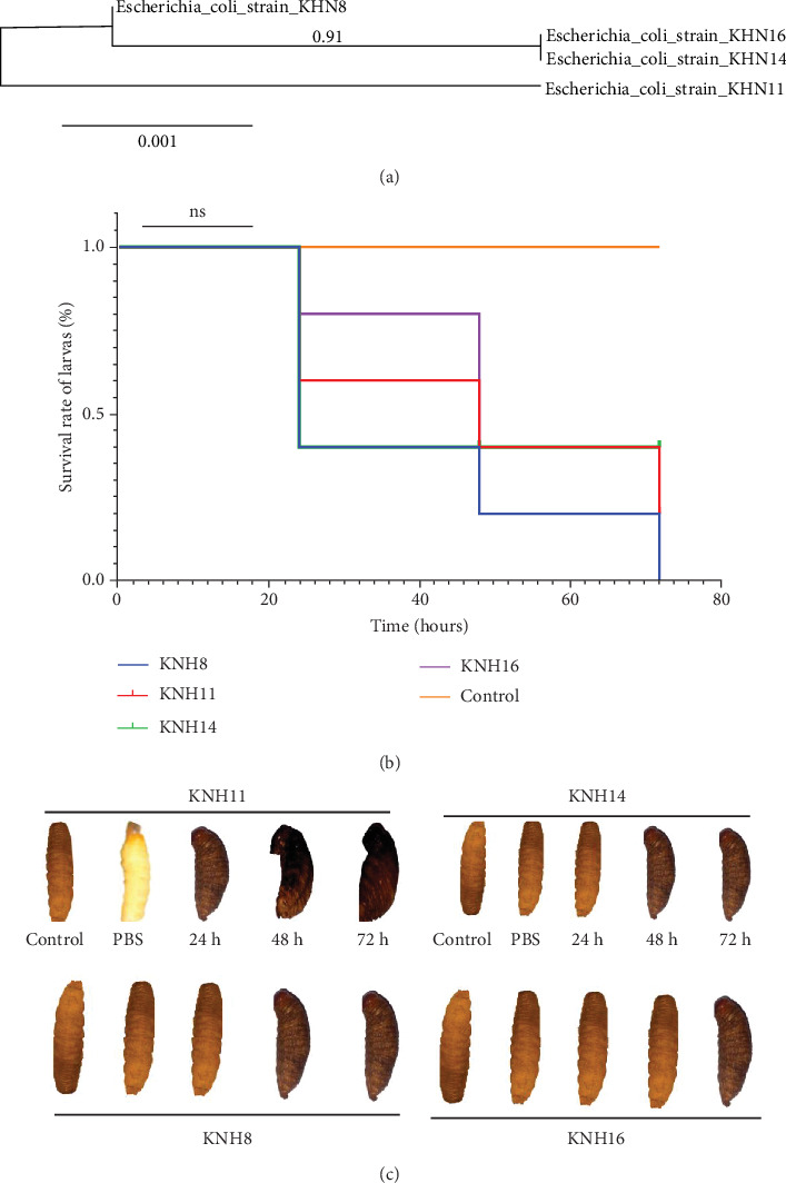 High Efficacy of Rose Bengal in Reducing the Pathogenicity of <i>Escherichia coli</i> Isolated From Diarrheal Infections.