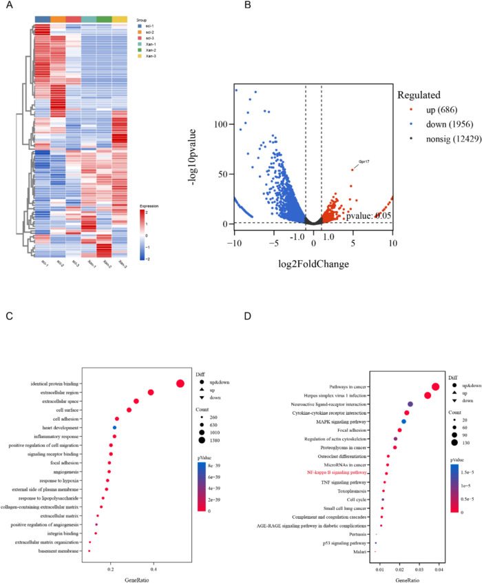 Xanthoxylin Regulating the Inflammatory Microenvironment After Spinal Cord Injury Through Inhibition of the NF-κB Signaling Pathway.