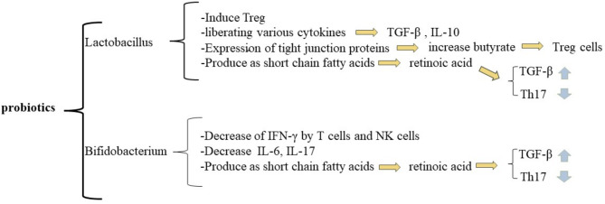 The role of probiotics in promoting systemic immune tolerance in systemic lupus erythematosus.