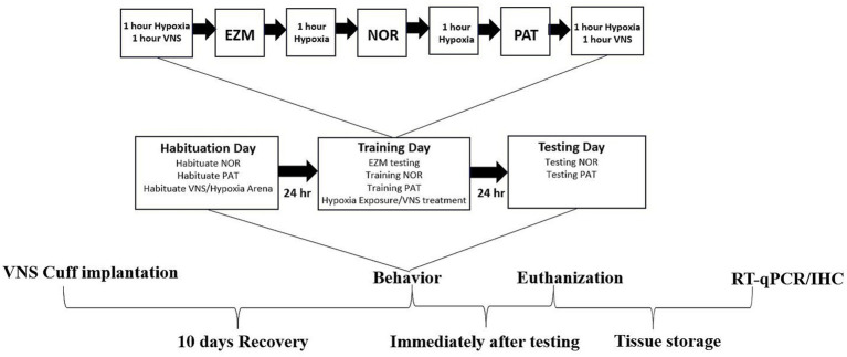 Vagus nerve stimulation ameliorates cognitive impairment caused by hypoxia.