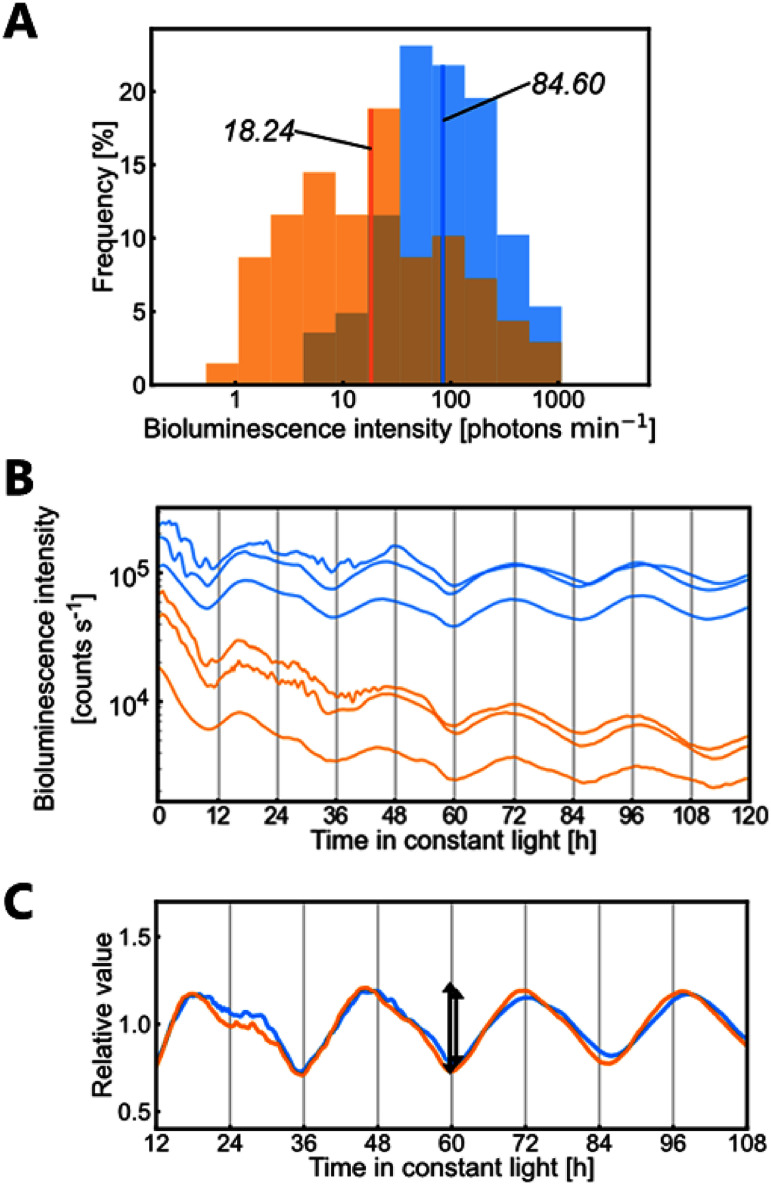 Model-based analysis of the circadian rhythm generation of bioluminescence reporter activity in duckweed.