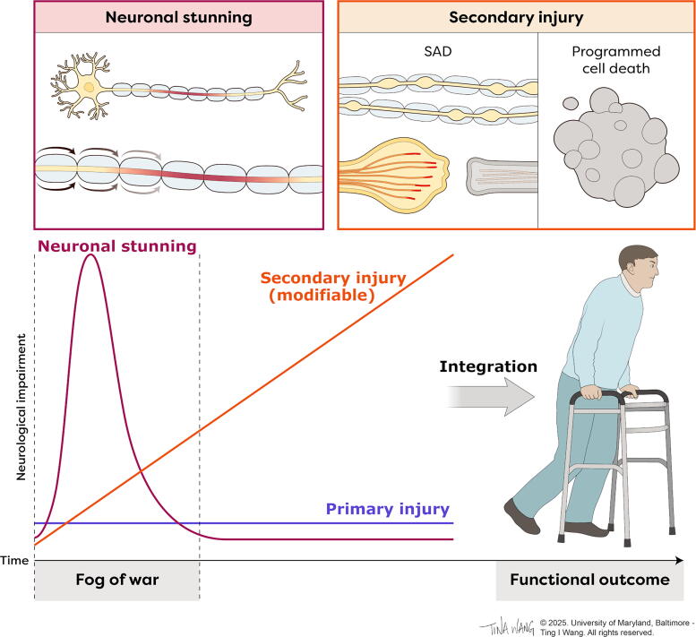 Mechanisms of Traumatic Spinal Cord Injury AIS Grade Conversion.