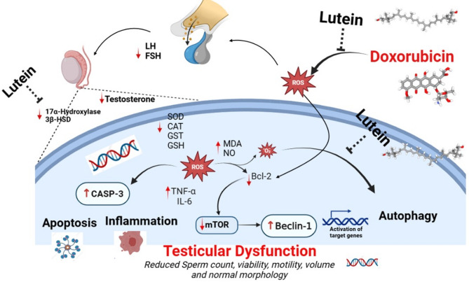 Doxorubicin-mediated testicular toxicity is associated with dysregulated mTOR/Beclin-1 pathways, oxidative stress, inflammation and apoptosis in Wistar rats: preventive role of lutein.