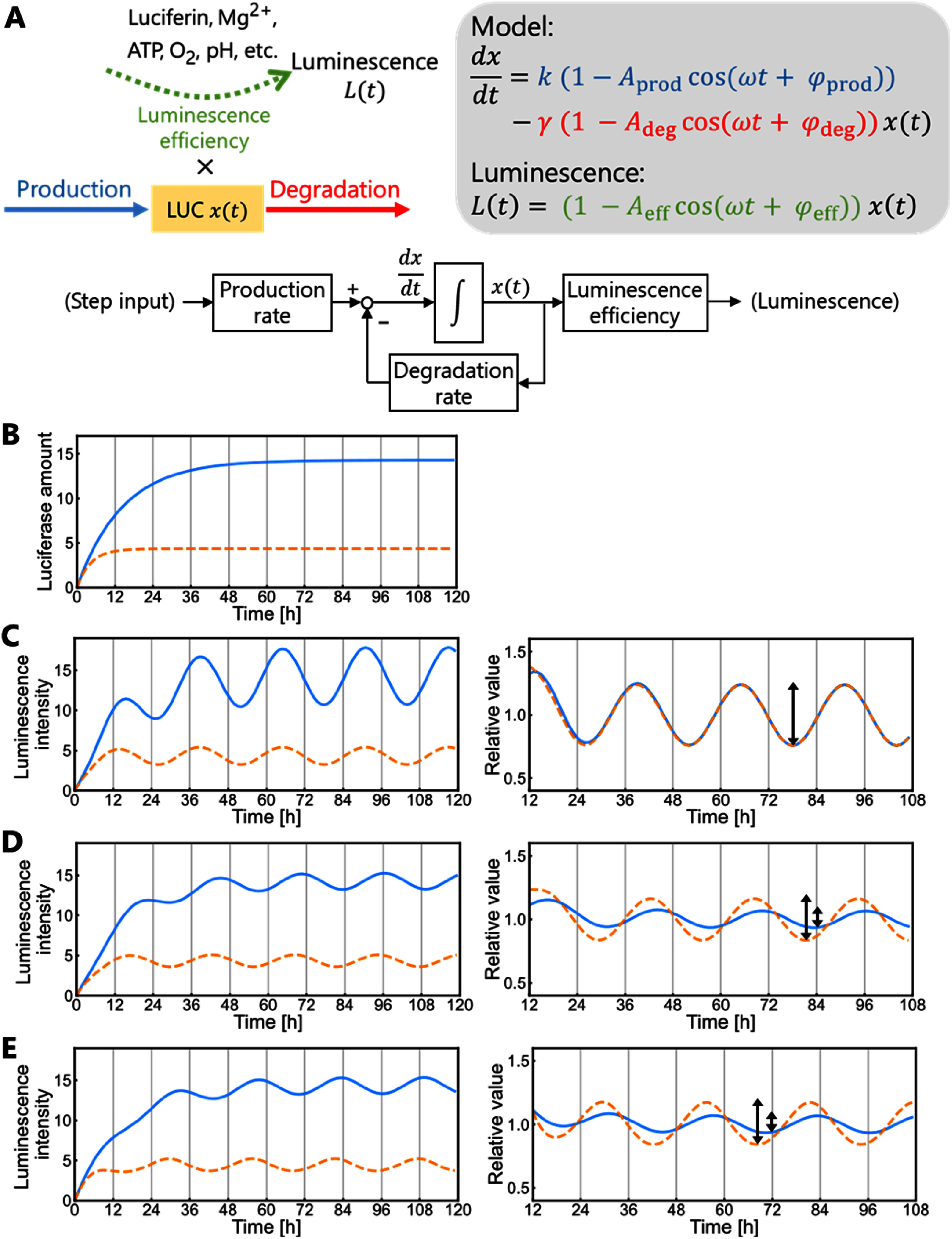 Model-based analysis of the circadian rhythm generation of bioluminescence reporter activity in duckweed.