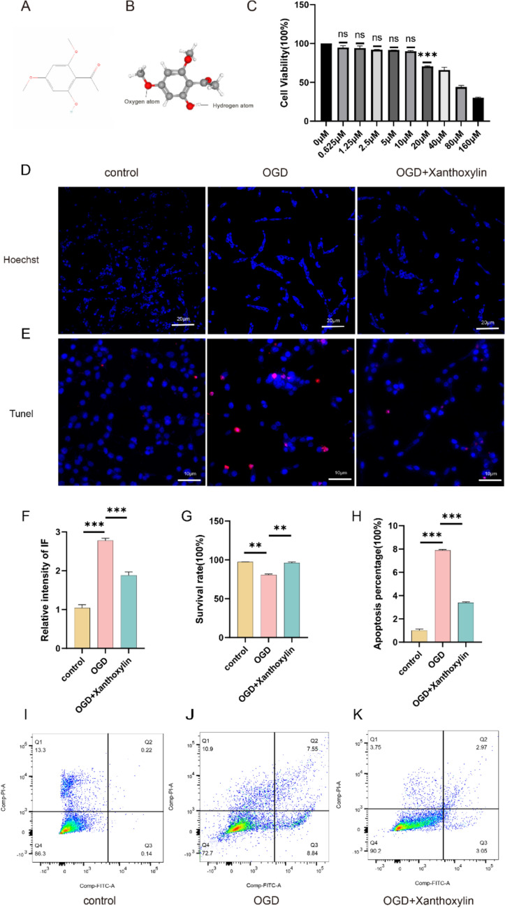 Xanthoxylin Regulating the Inflammatory Microenvironment After Spinal Cord Injury Through Inhibition of the NF-κB Signaling Pathway.
