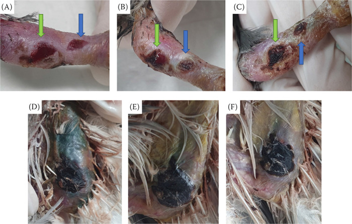 Application of cold atmospheric microwave plasma on four domestic pigeons (<i>Columba livia domestica</i>) with open wounds.