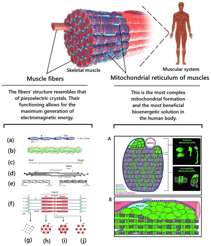 The concept of biophotonic signaling in the human body and brain: rationale, problems and directions.
