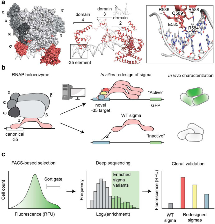 Computation-guided redesign of promoter specificity of a bacterial RNA polymerase.
