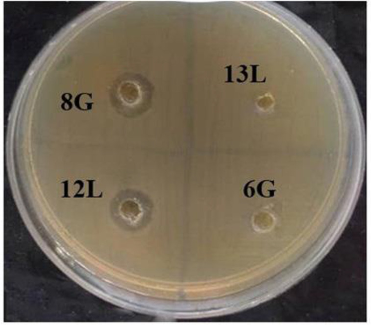 In vitro effects of purified lacticin from whey isolated <i>Lactococcus lactis</i> culture on <i>Staphylococcus aureus</i> and MCF-7 breast cancer cells.