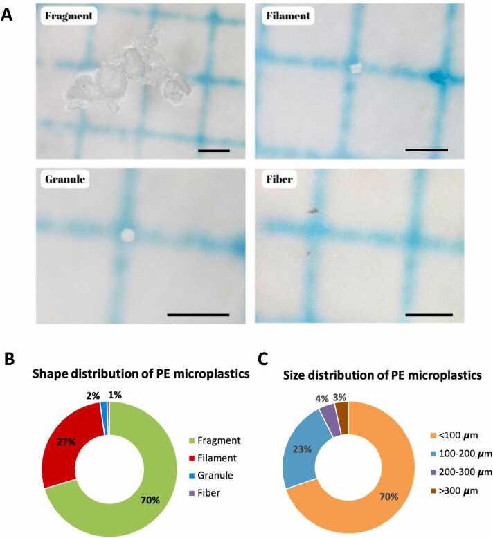 Sub-acute polyethylene microplastic inhalation exposure induced pulmonary toxicity in wistar rats through inflammation and oxidative stress.