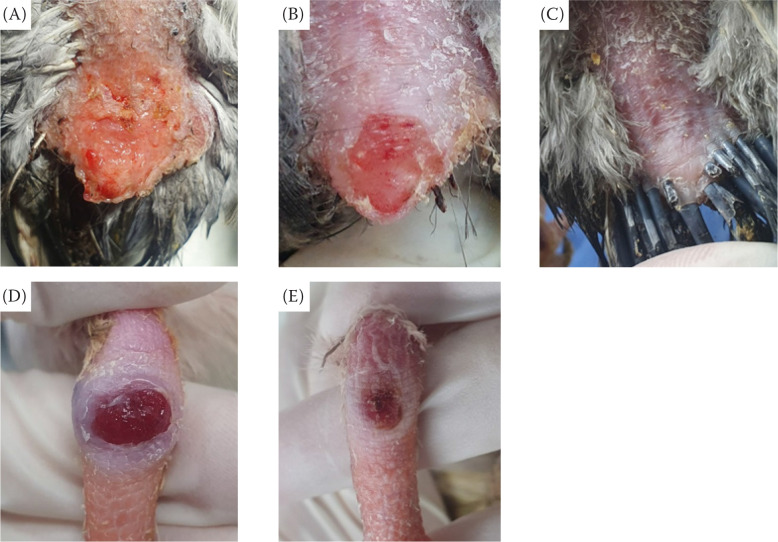 Application of cold atmospheric microwave plasma on four domestic pigeons (<i>Columba livia domestica</i>) with open wounds.