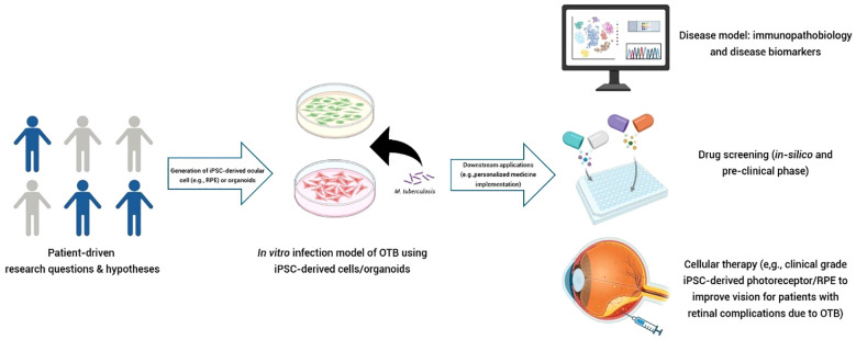Exploiting induced pluripotent stem cell-derived retinal pigment epithelium to unravel host-pathogen interaction in ocular tuberculosis: a reverse translational <i>in vitro</i> model.
