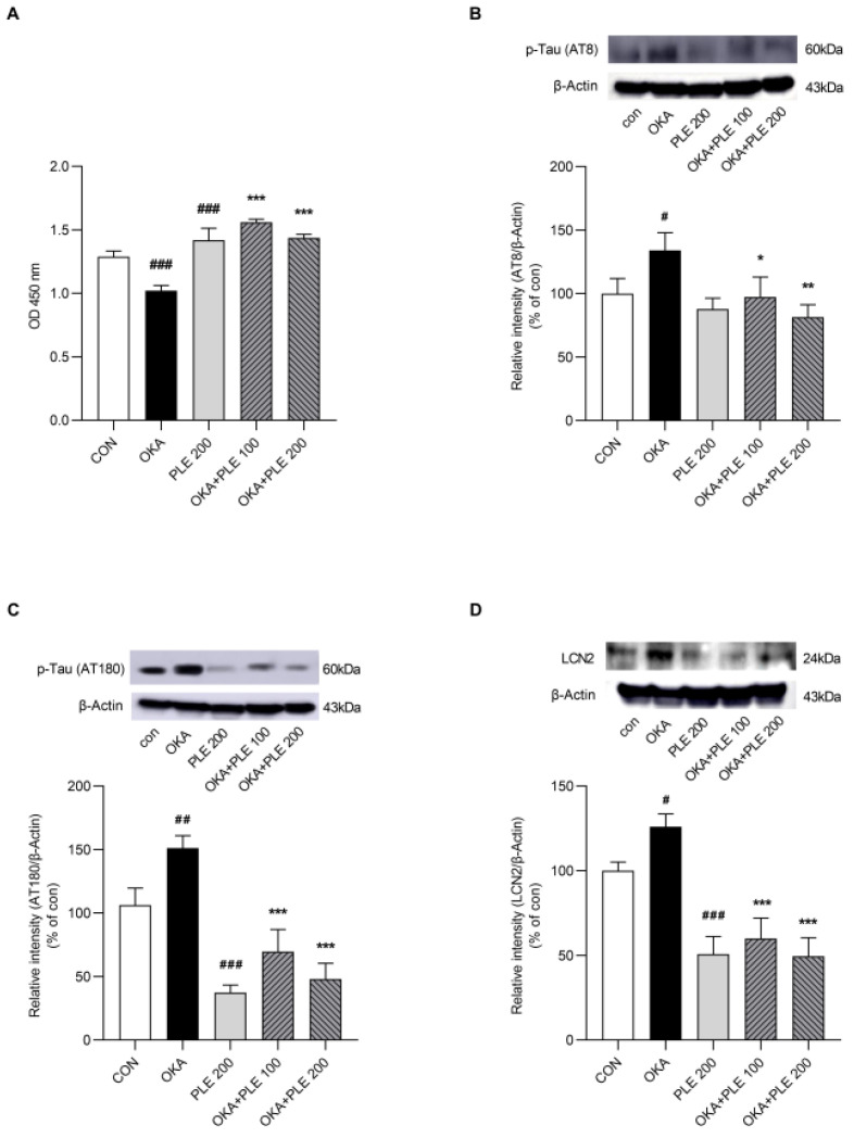 <i>Piper Longum</i>'s Neuroprotective Role Against Amyloid-β and Okadaic Acid-Induced Toxicity in U87MG Cells Through the Lipocalin-2 Pathway.