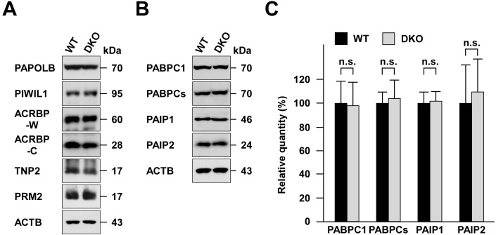 Mice lacking two testis-specific cytoplasmic poly(A)-binding proteins, PABPC2 and PABPC6, exhibit normal spermatogenesis and fertility.