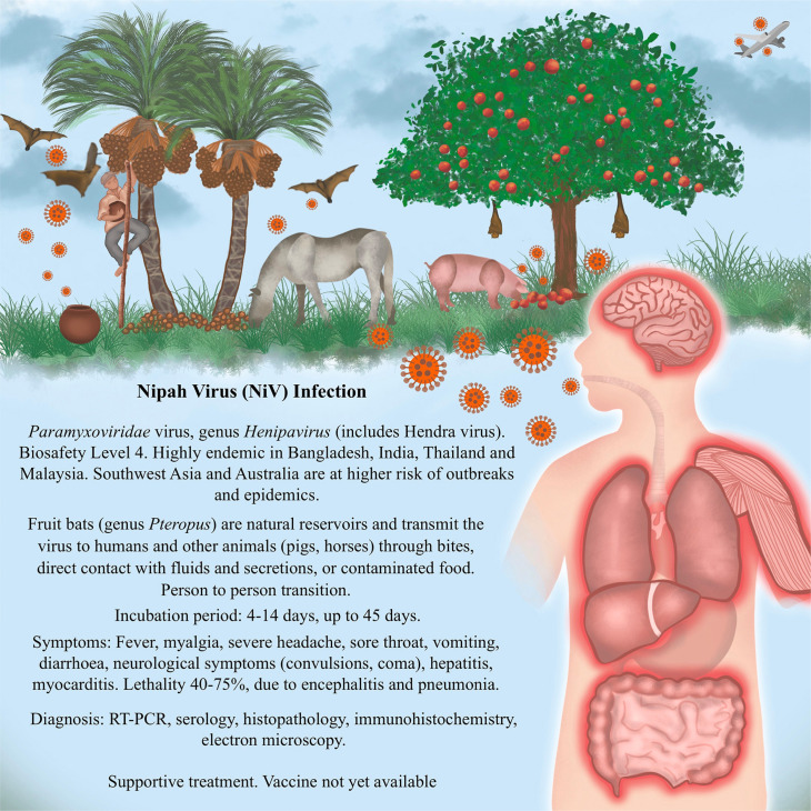 Nipah virus infection: preparedness for the pathological diagnosis of an emerging Paramyxoviridae disease with epidemic potential.