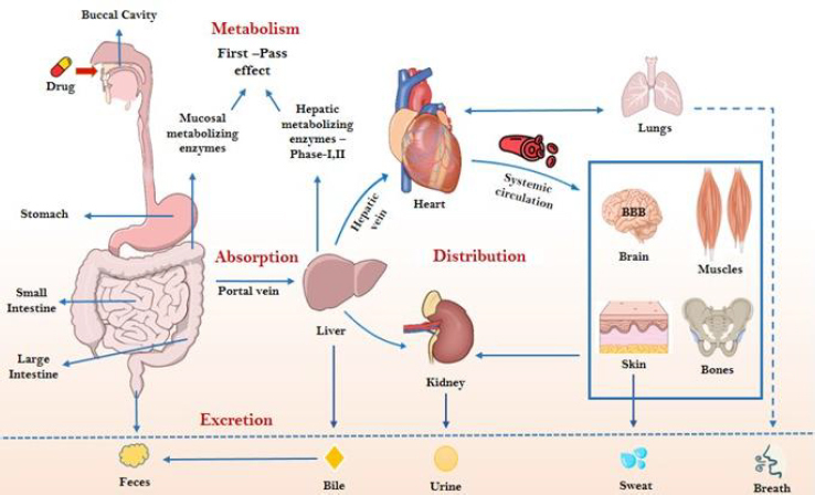 Leveraging machine learning models in evaluating ADMET properties for drug discovery and development.