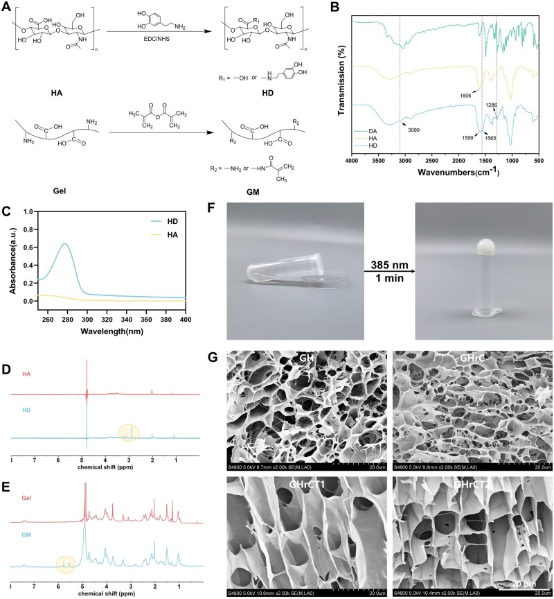 Gelatin/hyaluronic acid-based <i>in situ</i> forming hydrogel promotes wound regeneration by the synergy of ROS-scavenging and pro-healing activity.