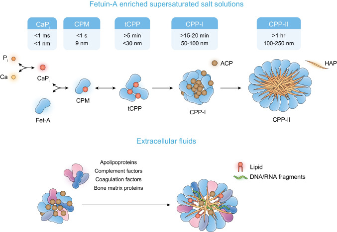 The formation and function of calciprotein particles.