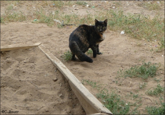 Prevalence, risk factors, and zoonotic implications of gastrointestinal parasites in urban cats in Kazakhstan: A cross-sectional multicity study.