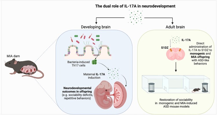The role of interleukin-17 in neurological disorders.