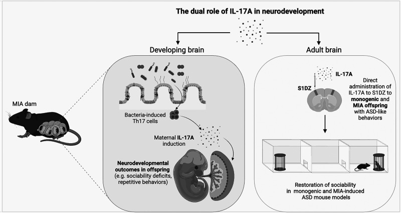 The role of interleukin-17 in neurological disorders.