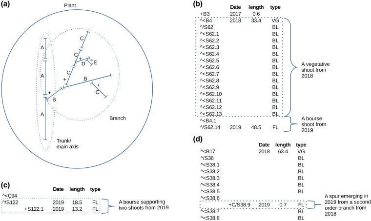 Young apple tree development under agroforestry radiative conditions: a multi-scale morphological and architectural dataset.