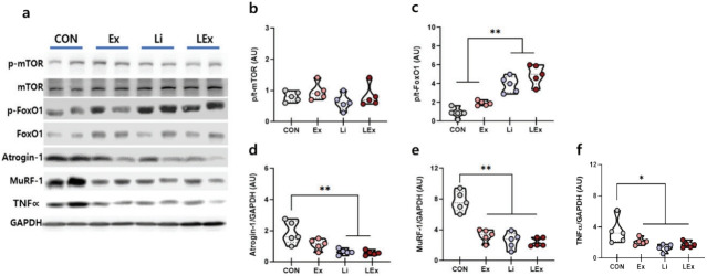 Effects of low-intensity endurance exercise and low-dose lithium chloride administration on muscle atrophy in high-fat diet induced obese rats.