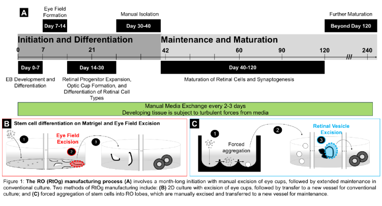 Challenges and Advances in the Production of Transplantable Retinal Tissue from Retinal Organoids.