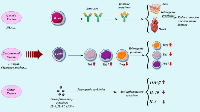 The role of probiotics in promoting systemic immune tolerance in systemic lupus erythematosus.