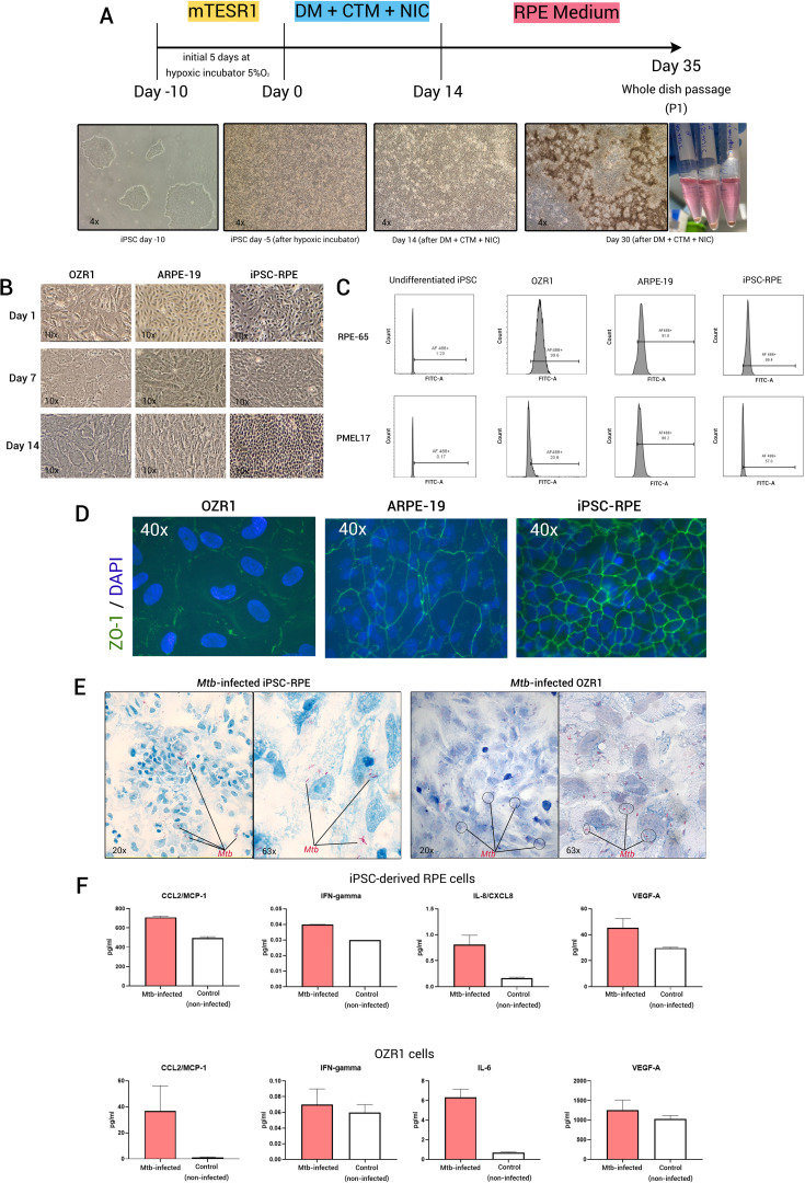 Exploiting induced pluripotent stem cell-derived retinal pigment epithelium to unravel host-pathogen interaction in ocular tuberculosis: a reverse translational <i>in vitro</i> model.