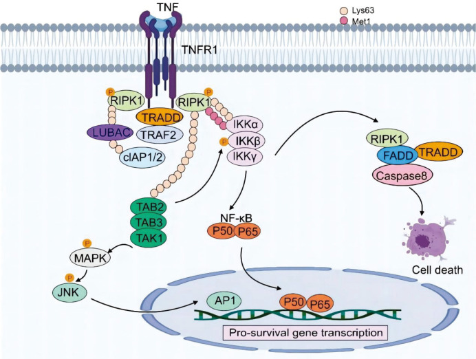 The Role of Novel Immunomodulators in the Treatment of Autoimmune Hepatitis.