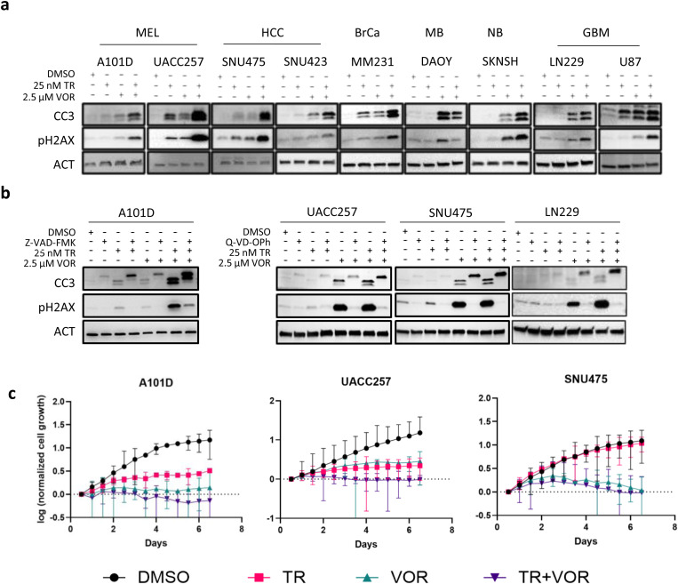 SNAI2 cooperates with MEK1/2 and HDACs to suppress BIM- and BMF-dependent apoptosis in TERT promoter mutant cancers.