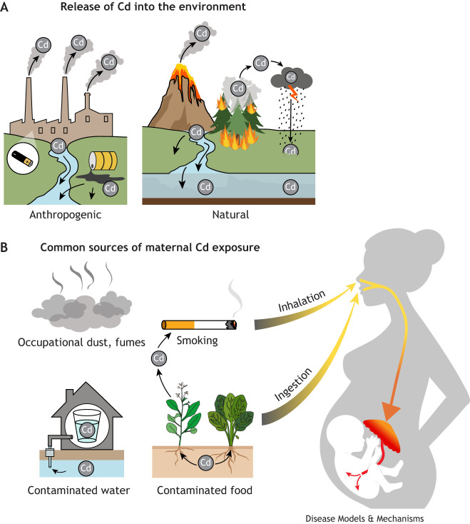 The effects of developmental cadmium exposure on health and disease.