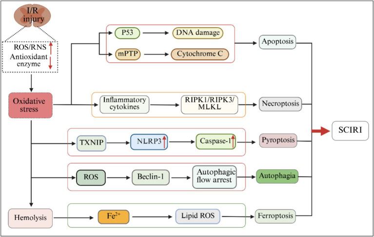 The role of oxidative stress in spinal cord ischemia reperfusion injury: mechanisms and therapeutic implications.