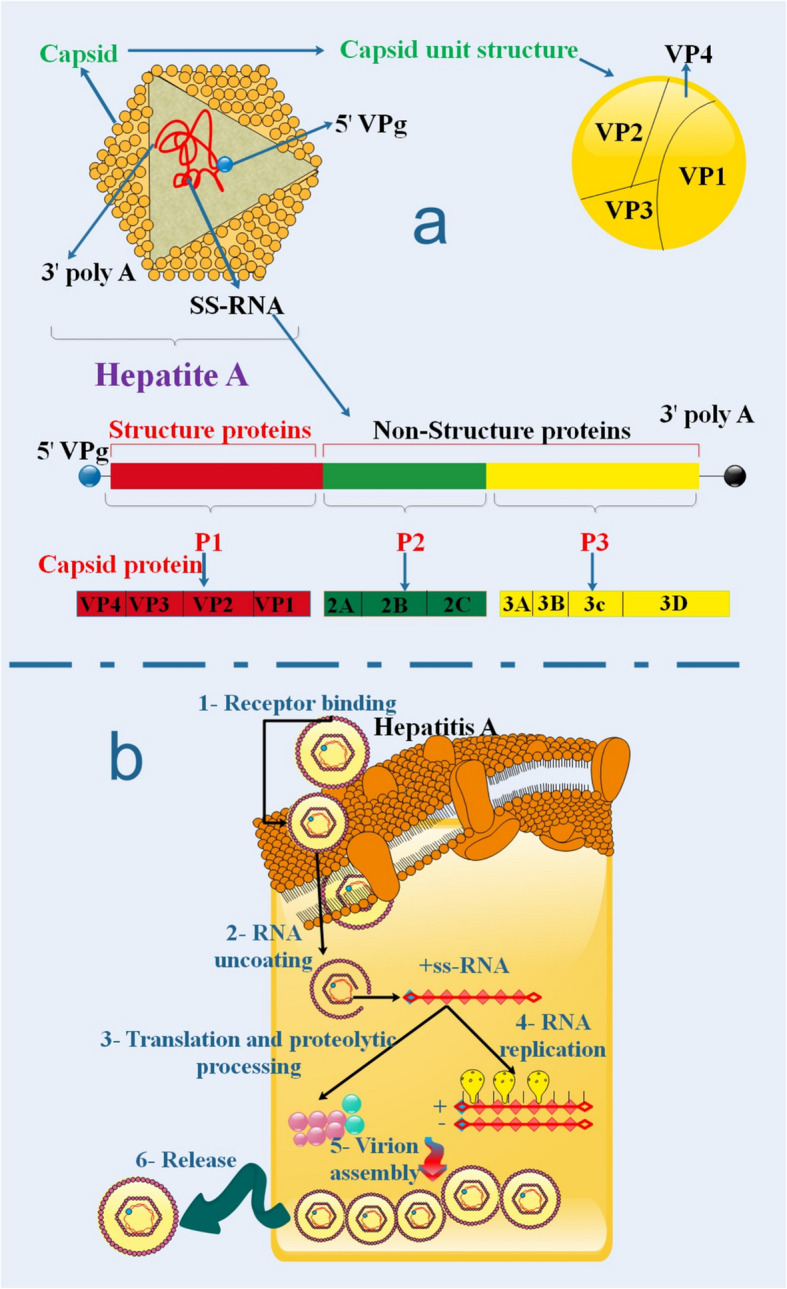 Recent Advances in mRNA-Based Vaccines Against Several Hepatitis Viruses.