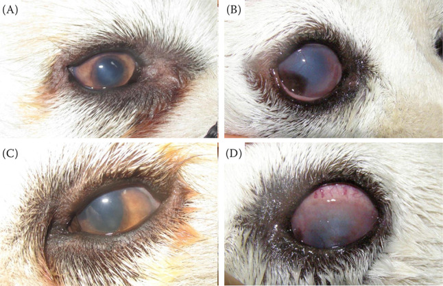 Uveodermatological syndrome in dogs: A review of diagnosis, management, and ophthalmic patient needs.