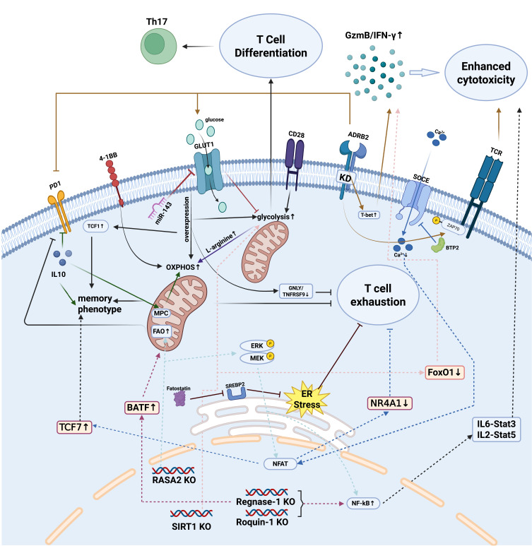 Current Advances and Challenges in CAR-T Therapy for Hematological and Solid Tumors.