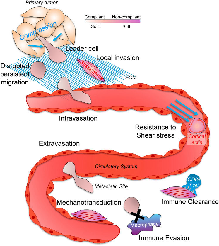 Targeting cancer cell stiffness and metastasis with clinical therapeutics.