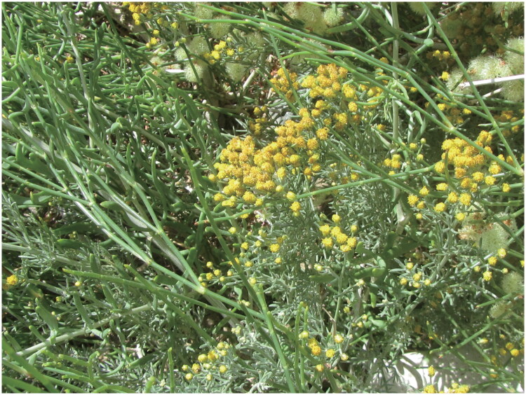 Characterization of the complete chloroplast genome of <i>Ajania fastigiata</i> (Aasteraceae).