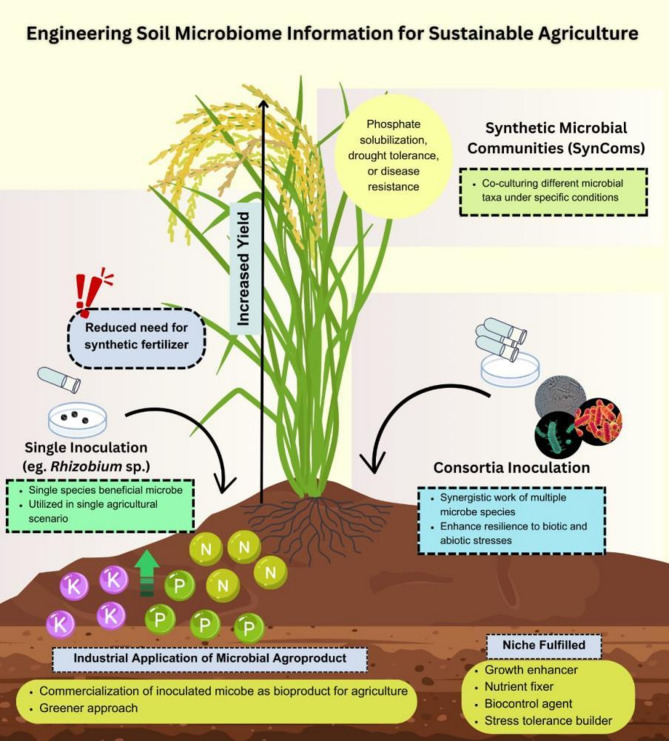 The Rice-Microbe Nexus: Unlocking Productivity Through Soil Science.