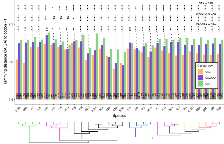 Evolutionary perspective of the CAG/CAA interplay coding for pure polyglutamine stretches in proteins.