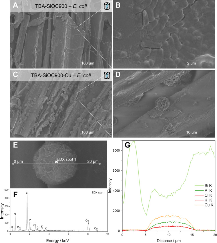 Freeze-cast SiOC ceramics supporting the growth of industrially relevant microorganisms.