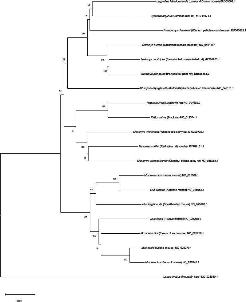 The complete mitochondrial genome of Poncelet's giant rat (<i>Solomys ponceleti</i>) from the Solomon Islands Archipelago.