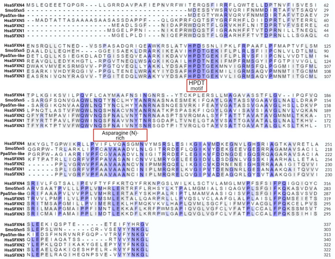 Update of the sideroflexin (SLC56) gene family.